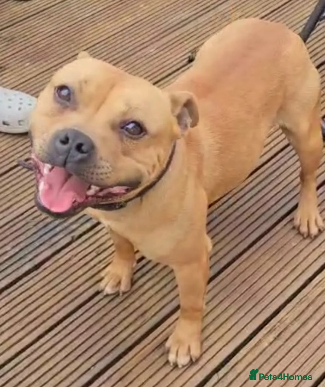 Staffordshire Bull Terrier dogs for stud: 🥨RED BOY"GUSS"🥨 in Birmingham - Advert 3
