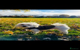 Maltese dogs for sale: ✨ Exquisite Maltese Puppies Available✨ - Advert 21