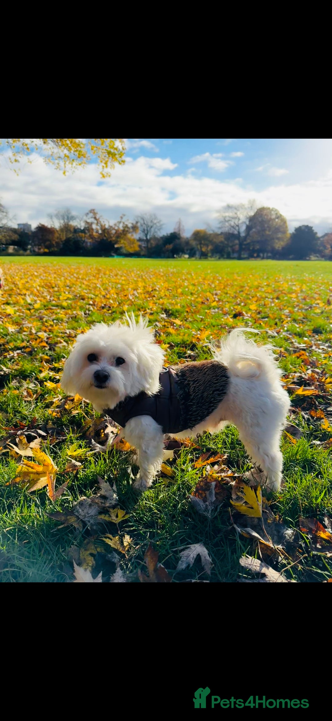 Maltese dogs for sale: ✨ Exquisite Maltese Puppies Available✨ - Advert 21