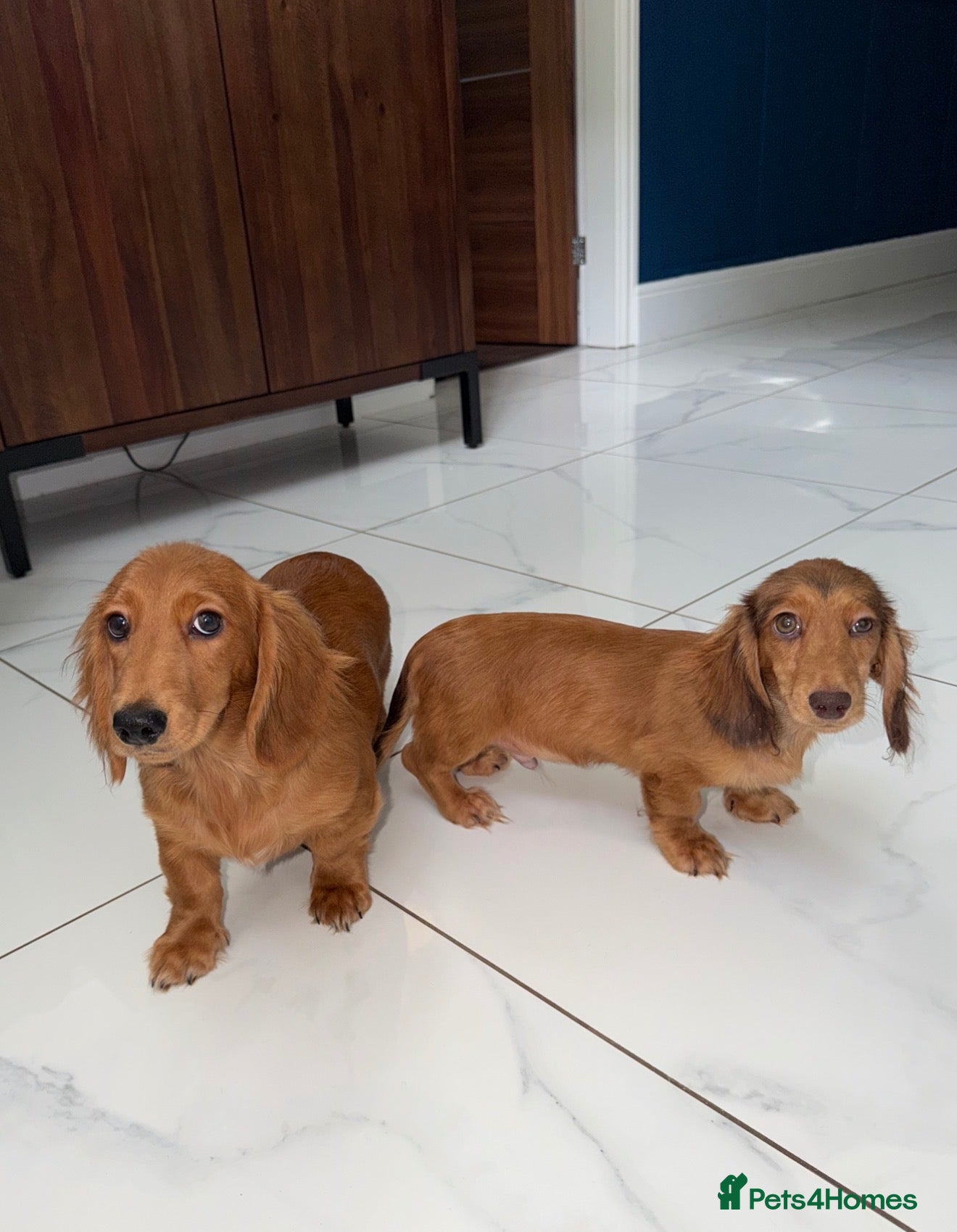 Miniature Dachshund dogs 🩷Stunning Long Haired Mini Dachshunds💙 - Advert 1