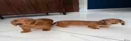 Miniature Dachshund dogs for sale: 🩷Stunning Long Haired Mini Dachshunds💙 - Advert 5