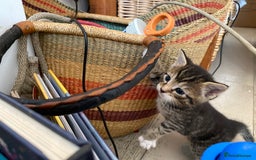 Mixed Breed cats for sale: Four beautiful little kittens - Image 4