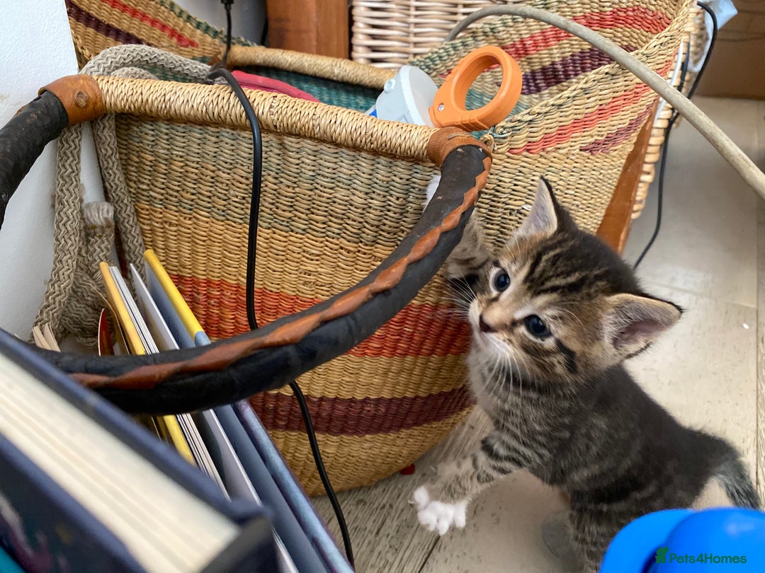 Mixed Breed cats for sale: Four beautiful little kittens - Image 4