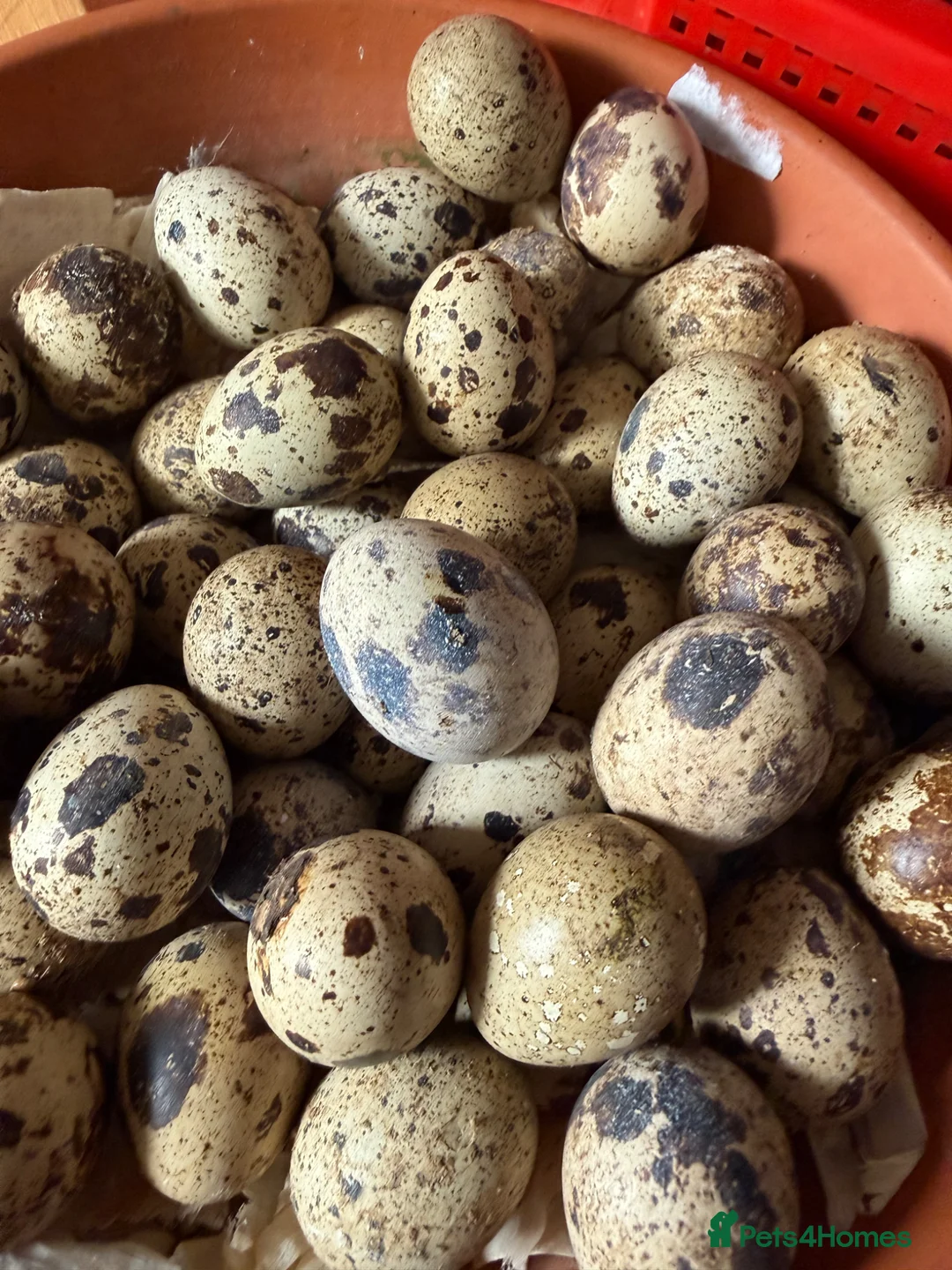 Quail poultry for sale: Quail eggs coturnix jumbo - Advert 4