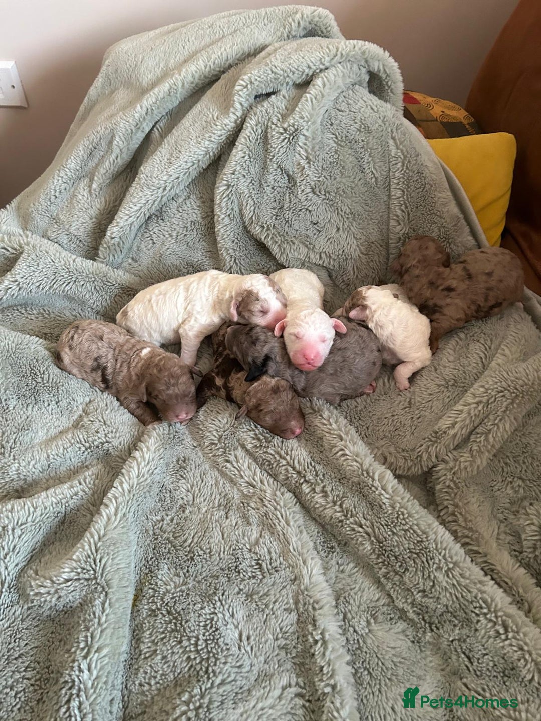 Mixed Breed dogs for sale: Australian Labradoodle Puppies - Advert 20