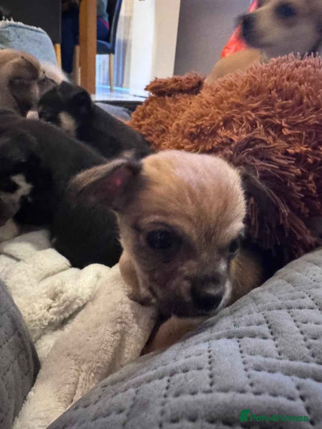 Chihuahua dogs for sale: Chihuahua Puppies For Sale - Advert 3