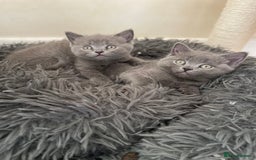 Russian Blue cats for sale: Gorgeous Russian blue/British Shorthair kittens - Advert 15