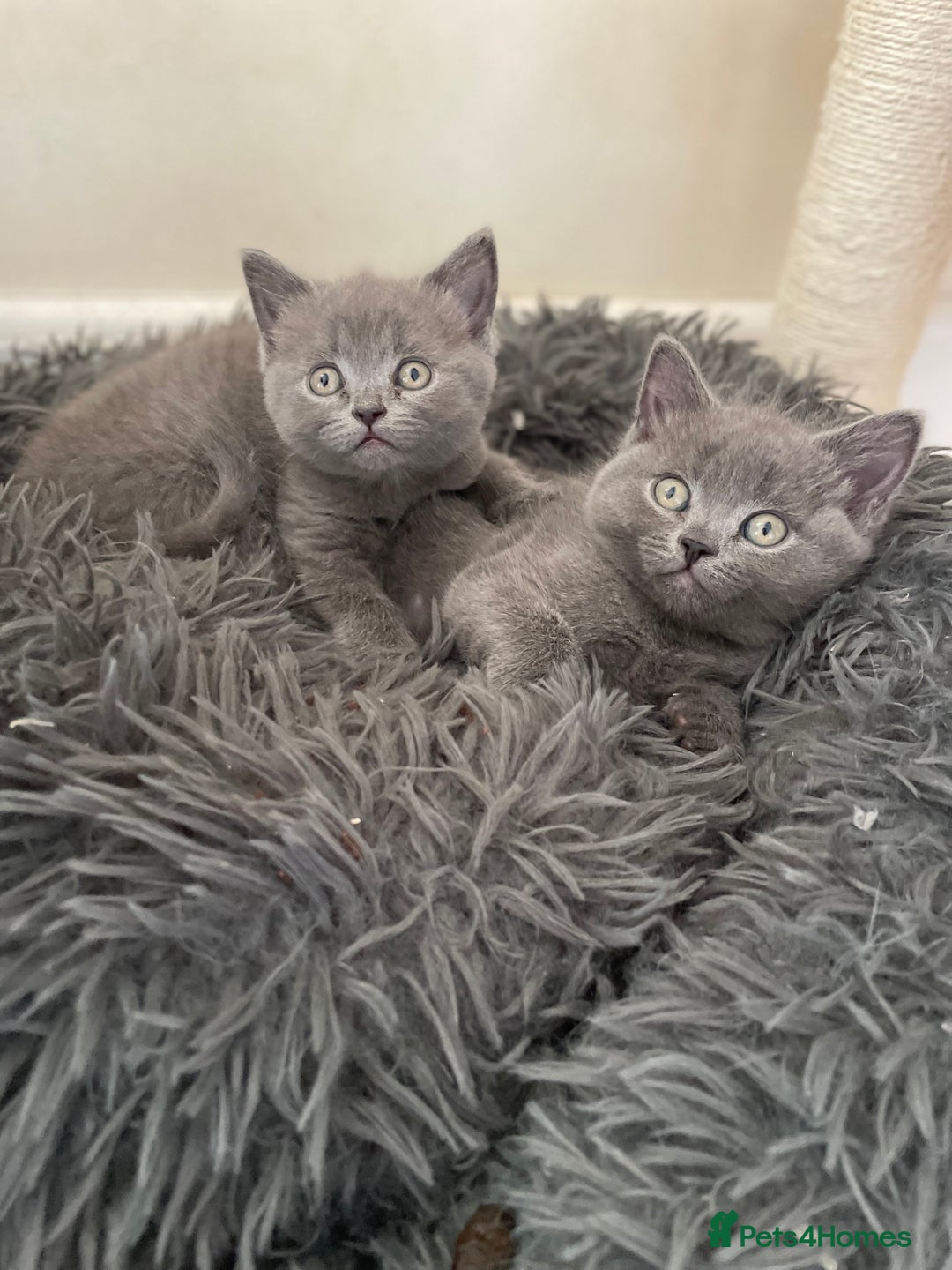 Russian Blue cats for sale: Gorgeous Russian blue/British Shorthair kittens - Advert 15