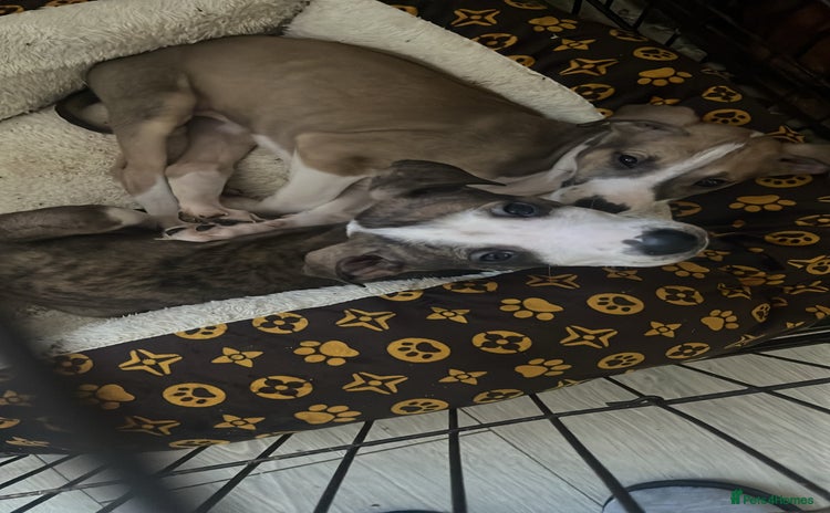 Lurcher dogs - Advert 4