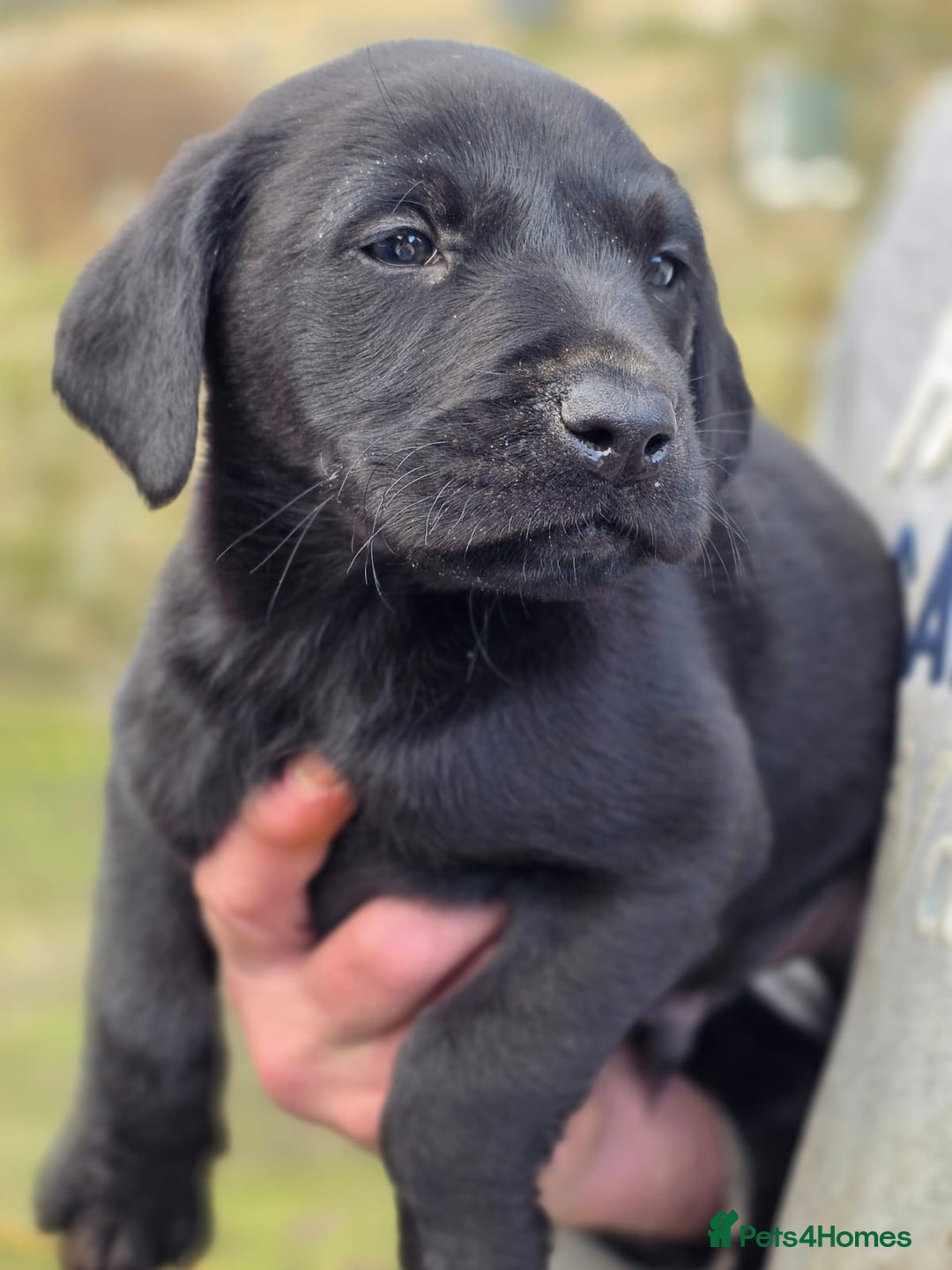 Labrador Retriever dogs for sale: 2 boy KC labradors for sale  - Advert 5