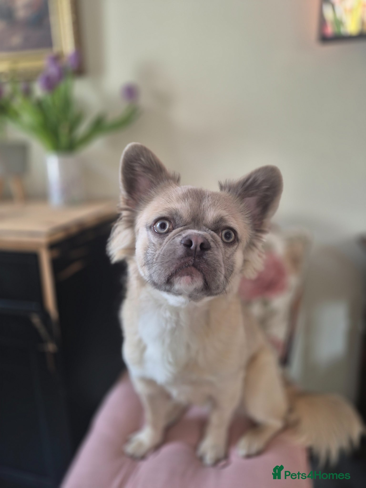French Bulldog dogs Fluffy french bulldog - Advert 3