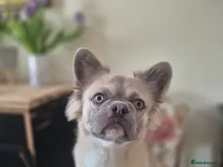 French Bulldog dogs Fluffy french bulldog - Advert 1