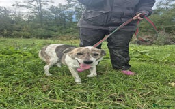 Mixed Breed dogs for adoption: Misty - Norwich Norfolk  - Advert 11