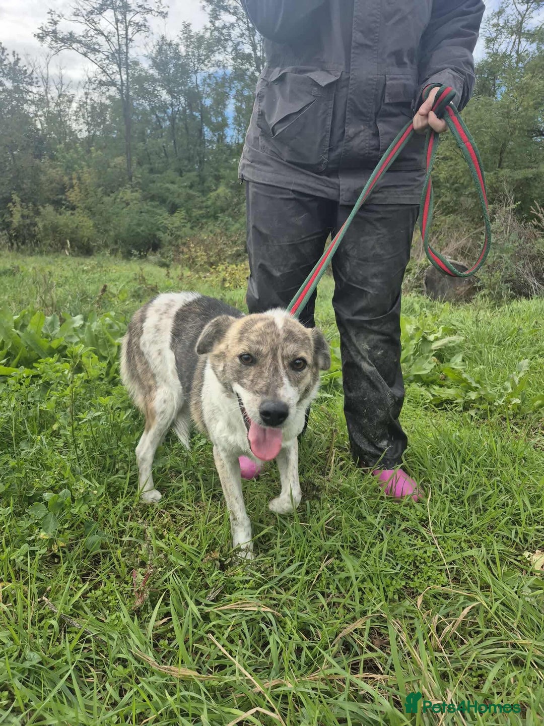 Mixed Breed dogs for adoption: Misty - Norwich Norfolk  - Advert 11