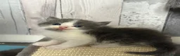 Ragdoll cats for sale: Ragdoll/Turkish Angora 8 Weeks Old Blue-Eyed - Advert 10