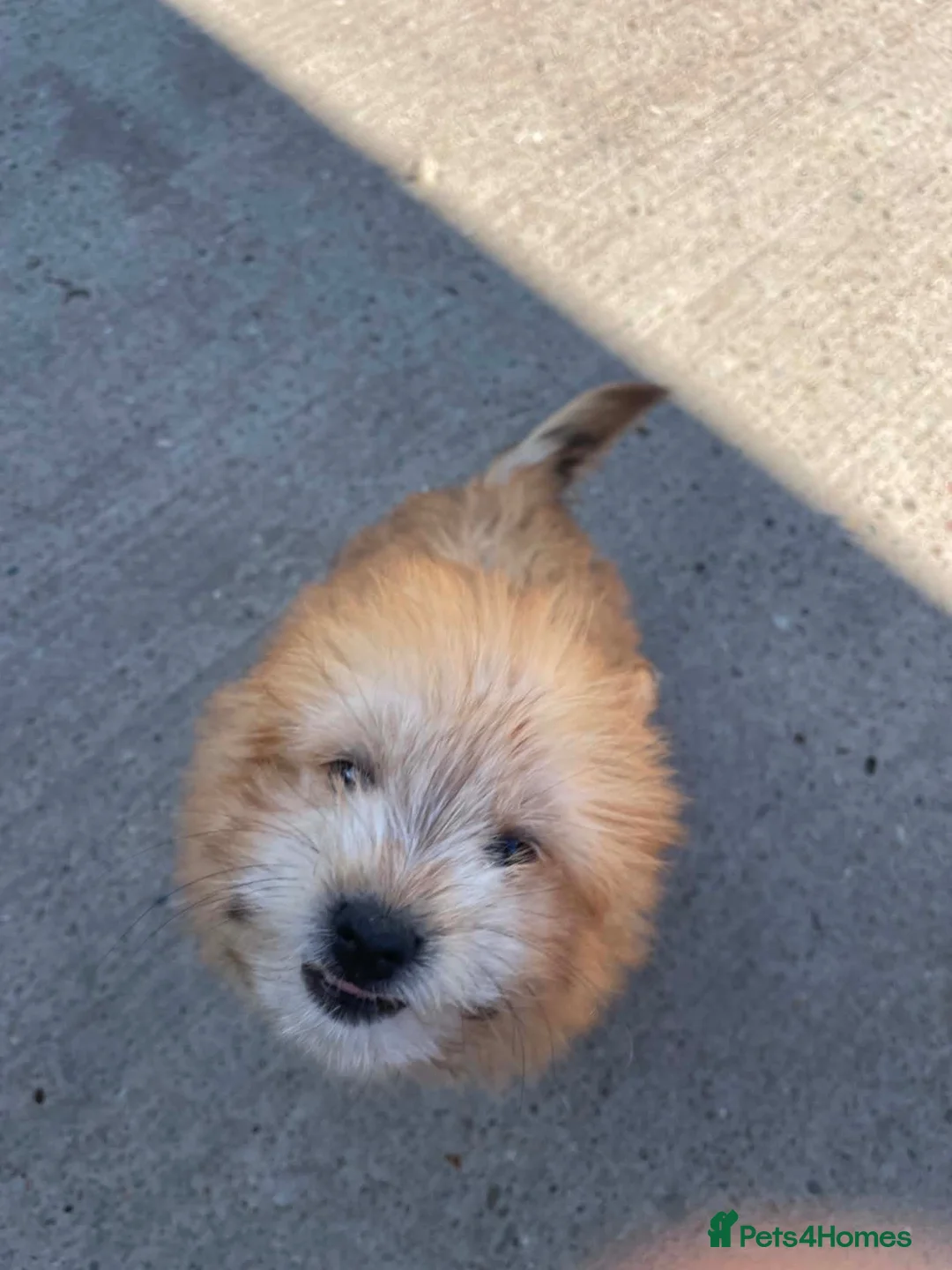 Mixed Breed dogs for sale: Pom jack puppy for sale  - Advert 4
