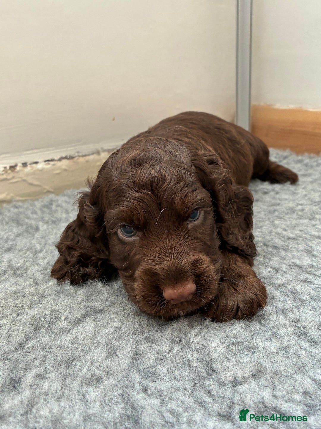 Cocker Spaniel dogs for sale: Beautiful cocker spaniels  - Image 3