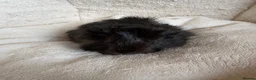 Guinea Pig rodents for sale: Beautiful and friendly guinea pig babies  - Advert 15