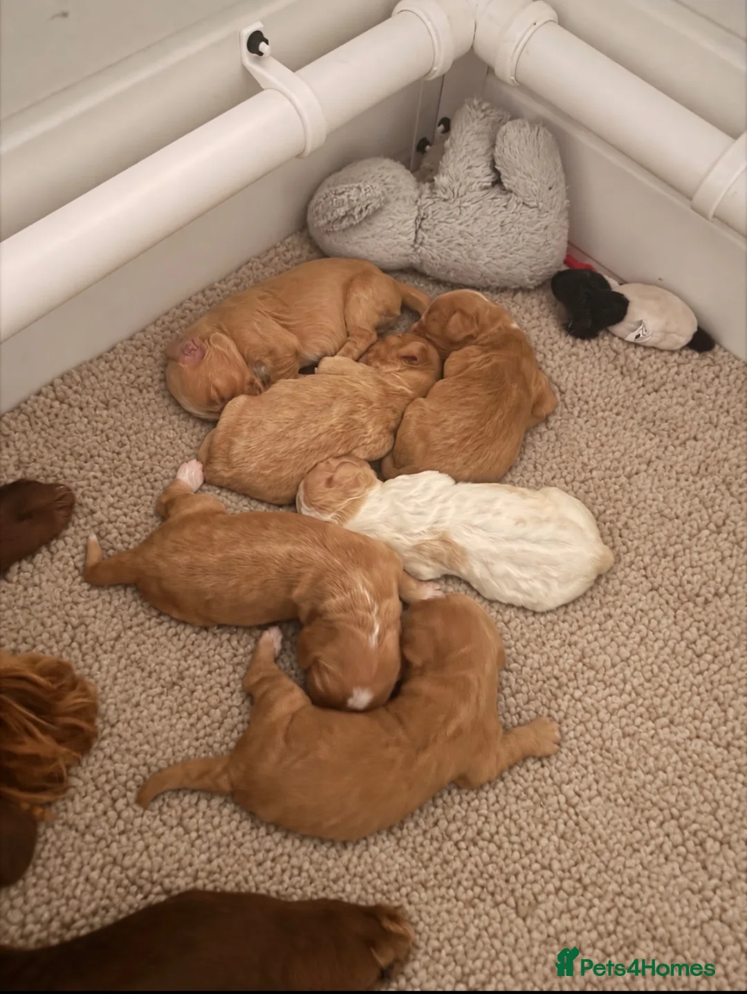 Cocker Spaniel dogs for sale: 5* kc reg cocker Spaniel working puppies in Leeds - Advert 4