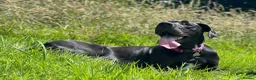 Great Dane dogs for sale: Nala  - Advert 4
