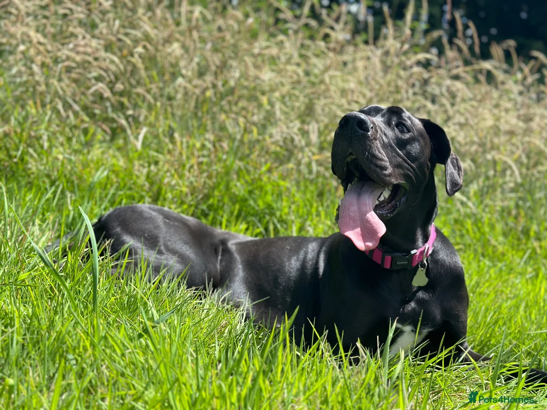 Great Dane dogs for sale: Nala  - Advert 4