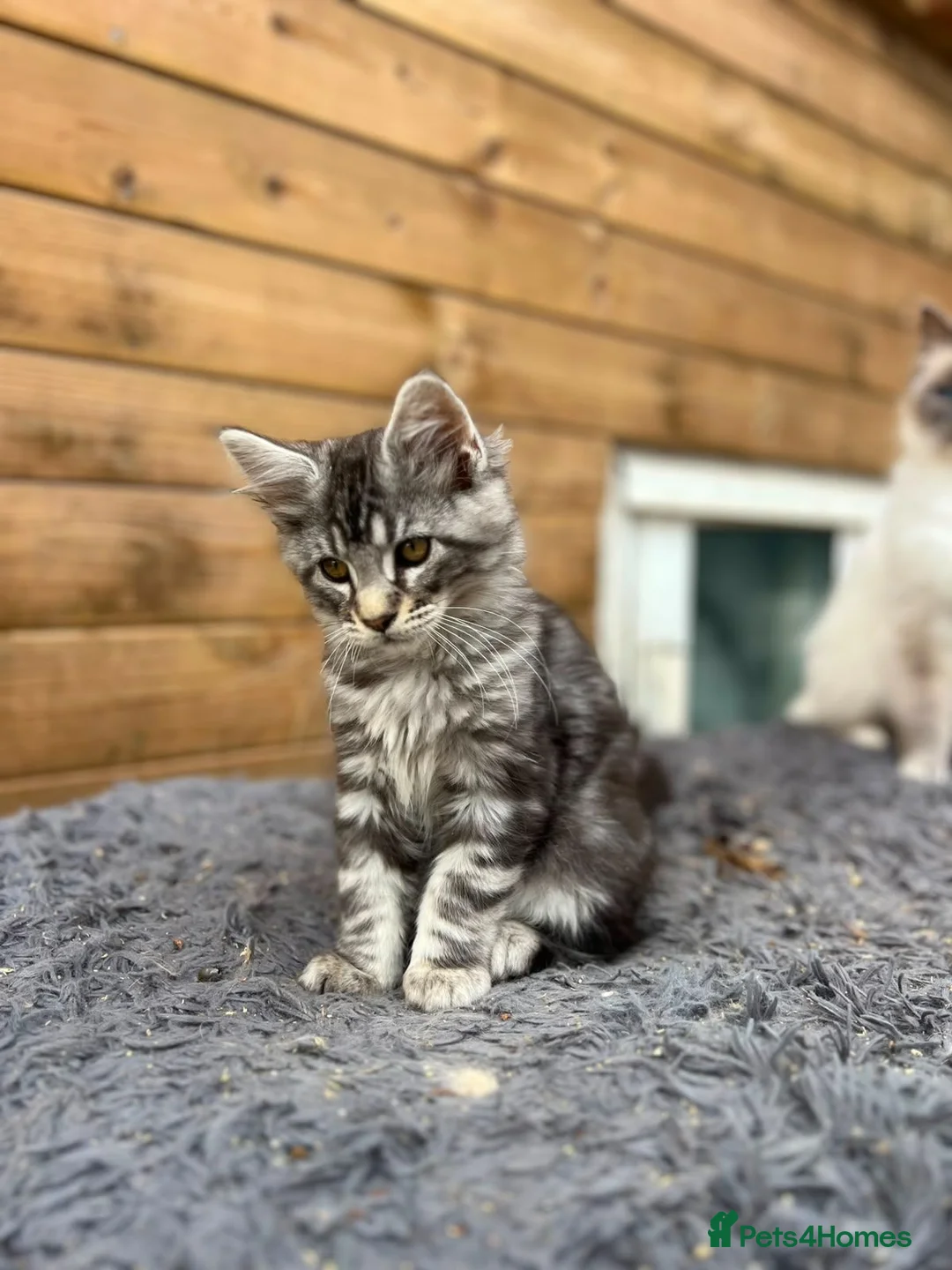 Maine Coon cats for sale: Maine Coon Kittens  - Advert 11