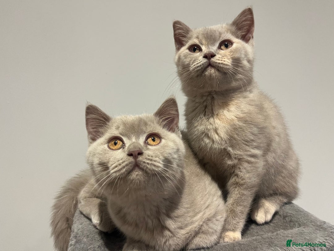 British Shorthair cats for sale: Pedigree British Shorthair Kittens Golden & Lilac - Advert 2