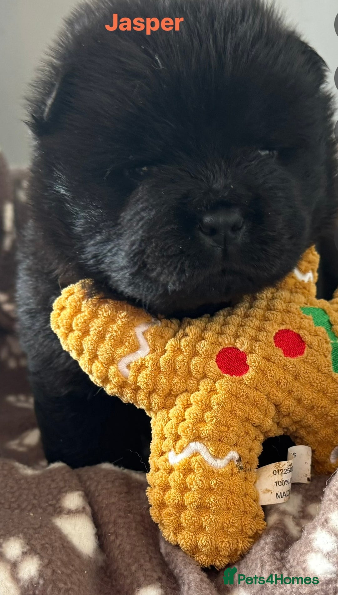 Chow Chow dogs for sale: Wyvernwest - Puppies have arrived  - Advert 8