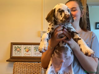 Dalmatian dogs - Advert 4