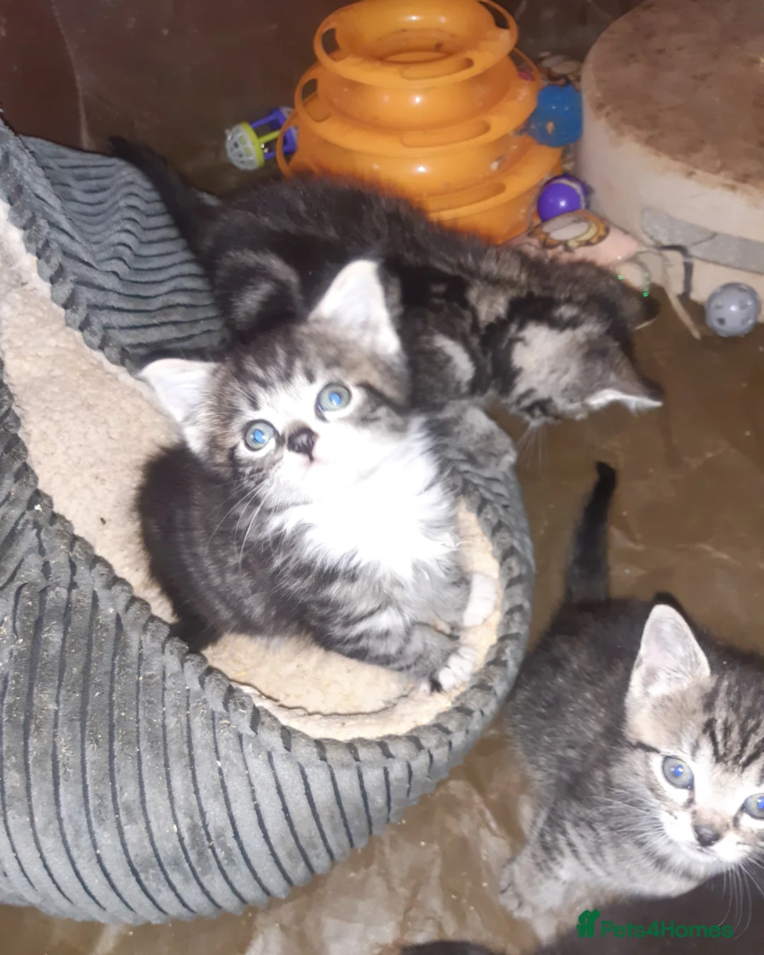 Mixed Breed cats for sale: Lovely friendly rescue kittens for adoption - Advert 5