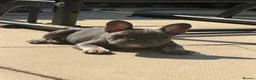 French Bulldog dogs for sale: (REDUCED READY NOW) french bulldog puppies - Advert 14