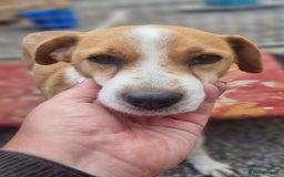 Mixed Breed dogs for adoption: Meet Nina  - Image 4