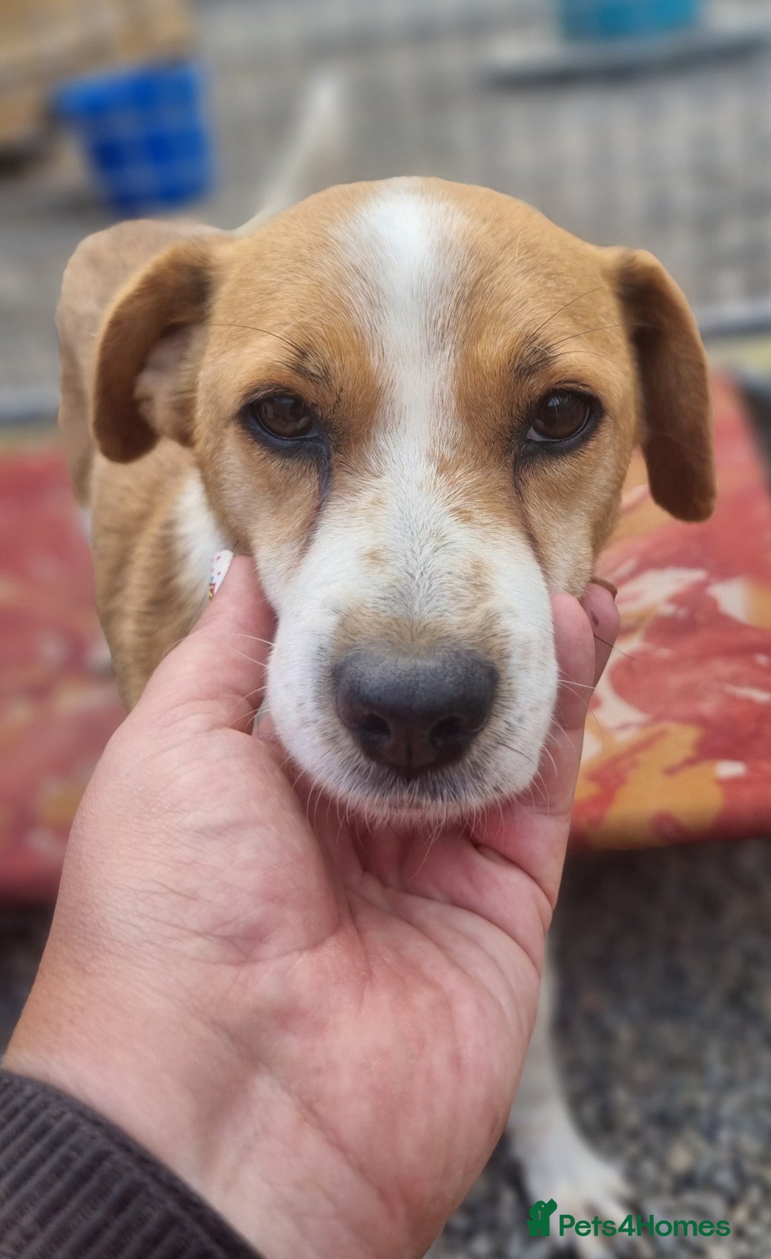 Mixed Breed dogs for adoption: Meet Nina  - Image 4