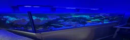 Other/Mixed Breed fish for sale: Marine  set tank shut down  - Advert 4