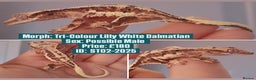 Gecko reptiles for sale: Various Crested Geckos, mixed morphs for sale  - Advert 6