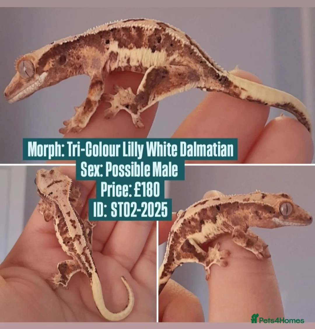 Gecko reptiles for sale: Various Crested Geckos, mixed morphs for sale  - Advert 5