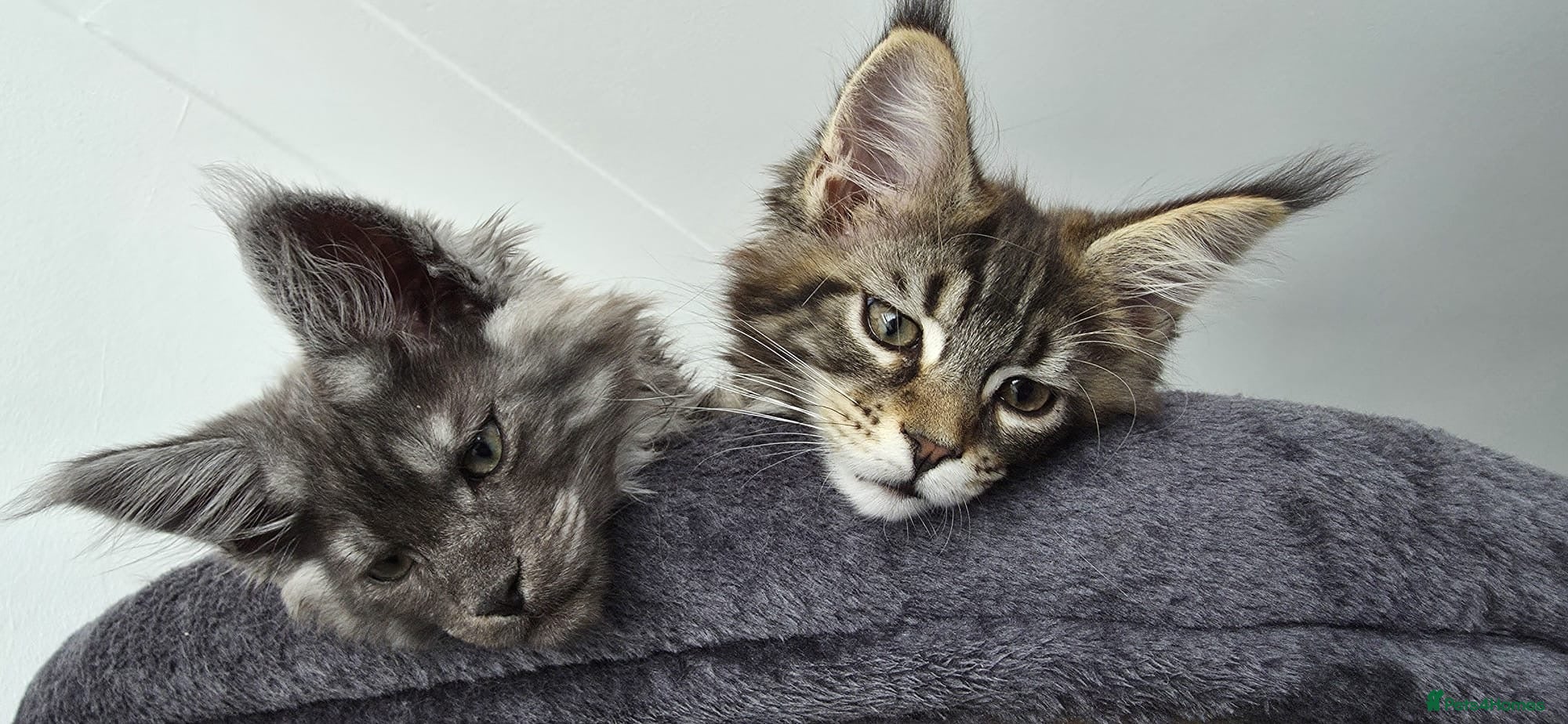 Maine Coon cats XXL Maine Coons Kittens Champion Sired  - Advert 6