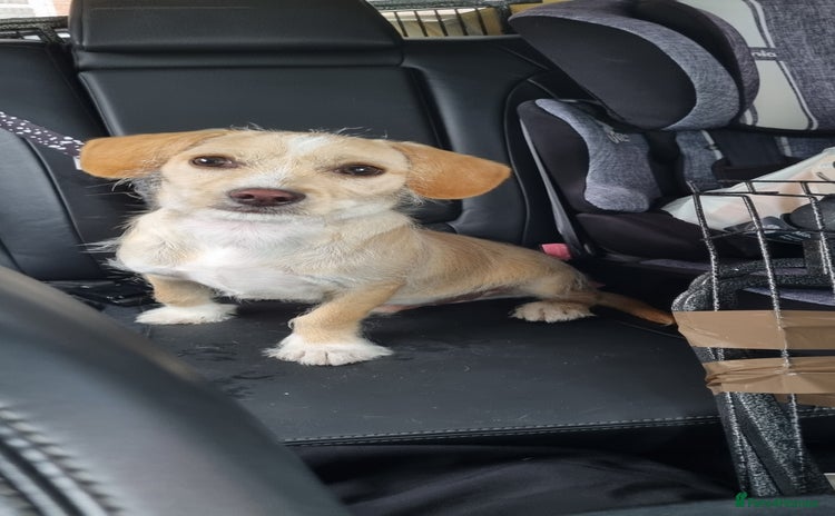 Mixed Breed dogs - Advert 5