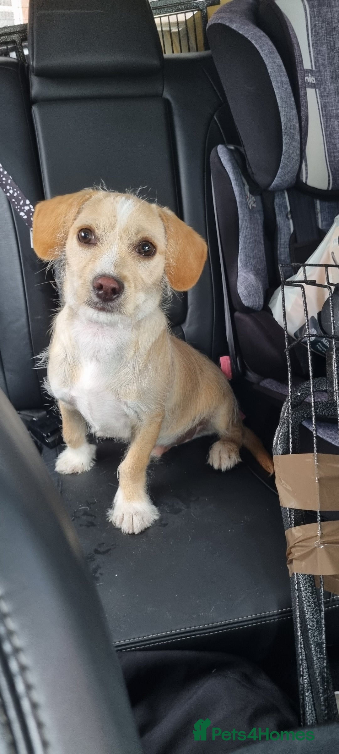 Mixed Breed dogs for sale: Max 6 month terrier mix - Image 1