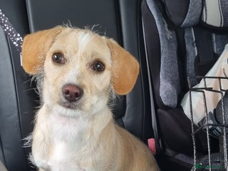 Mixed Breed dogs - Advert 4