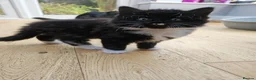 Mixed Breed cats for sale: Fluffy kittens Looking for Loving Homes  - Advert 16