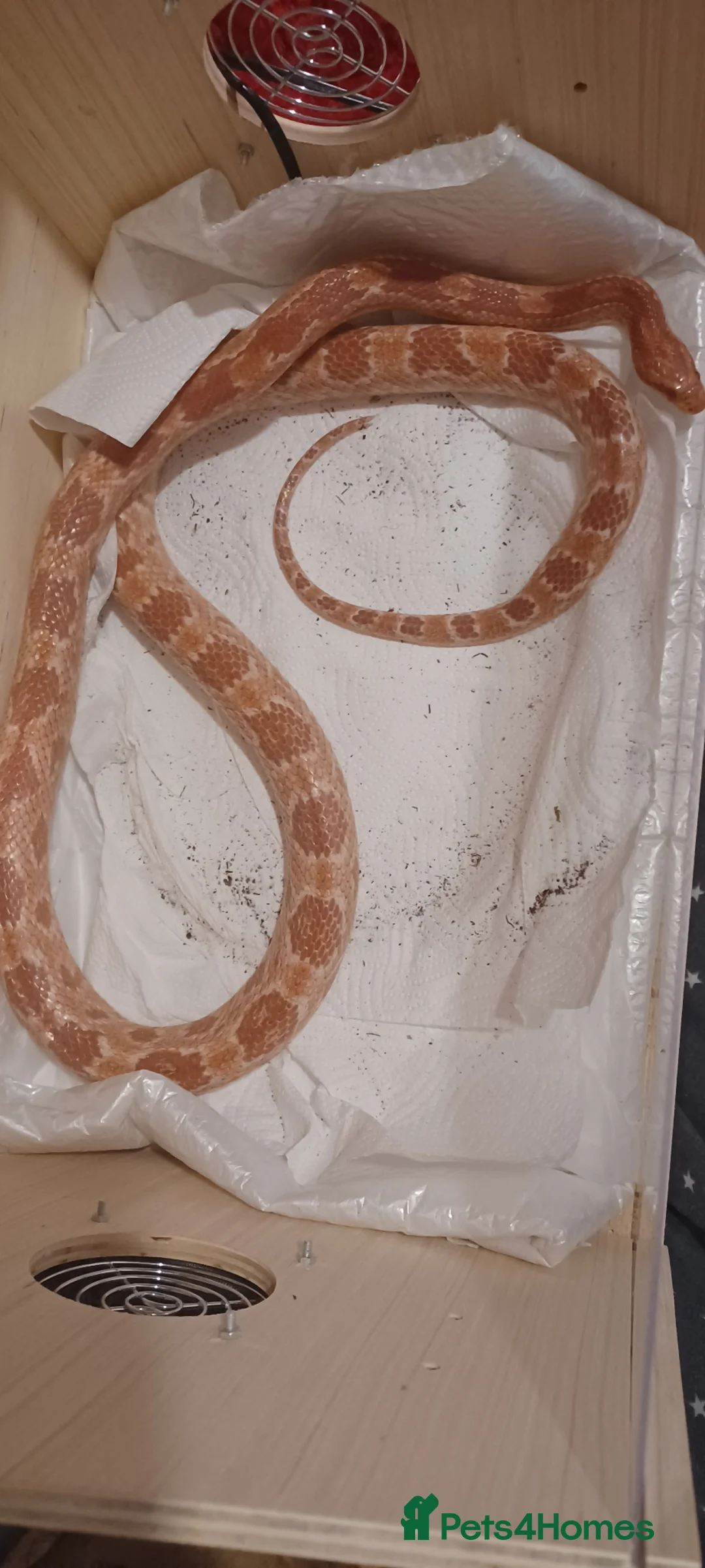 Corn Snake reptiles for sale: PRICE NEGOTIABLE Corn snake in Peterborough - Advert 1