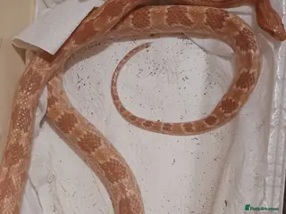 Corn Snake reptiles PRICE NEGOTIABLE Corn snake - Advert 12