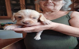 Sprocker dogs for sale: Two Beautiful Sprocker puppies - Image 1