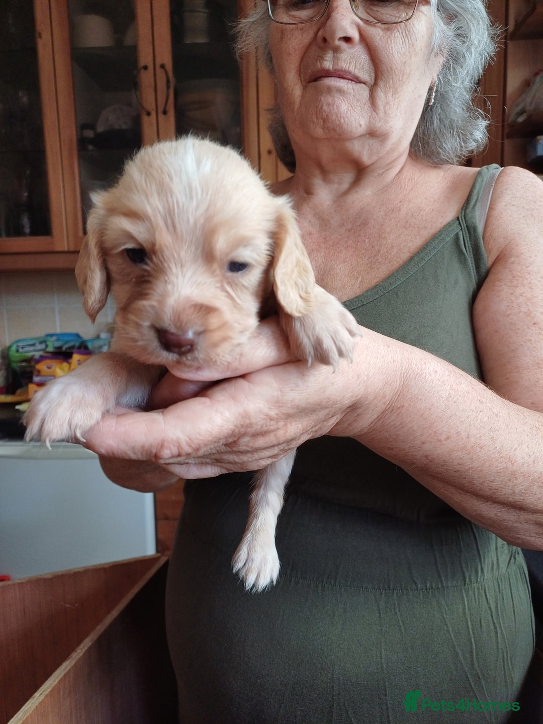 Sprocker dogs for sale: Two Beautiful Sprocker puppies - Image 1