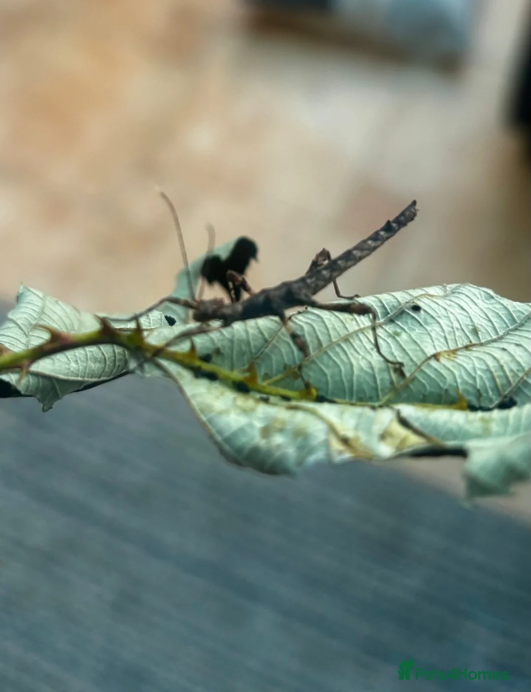 Stick Insects invertebrates for sale: Spiny Stick Insects Looking for a New Home in Leicester - Advert 2