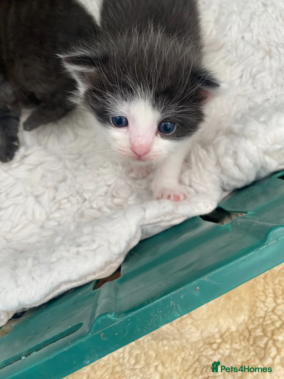 Ragdoll cats for sale: Rag doll X Kittens  in Chesterfield - Advert 14