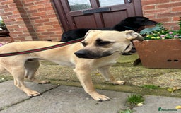 Mixed Breed dogs for adoption: Rocco - Norwich Norfolk  - Image 5