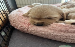 Golden Retriever dogs for sale: 6 Beautiful Golden Retrievers Puppies  - Image 5
