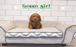 Cockapoo dogs for sale: F1 Cockapoo puppies - Advert 11